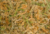 Mech Spagmoss torfowiec 8L sprasowany do terrarium 100g Nowa Zelandia
