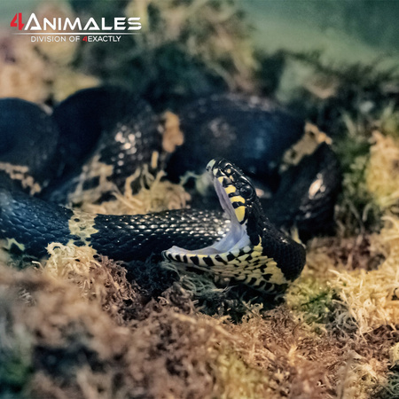 Mech Spagmoss Besgrow torfowiec do terrarium 40L 500g Blended New Zeland