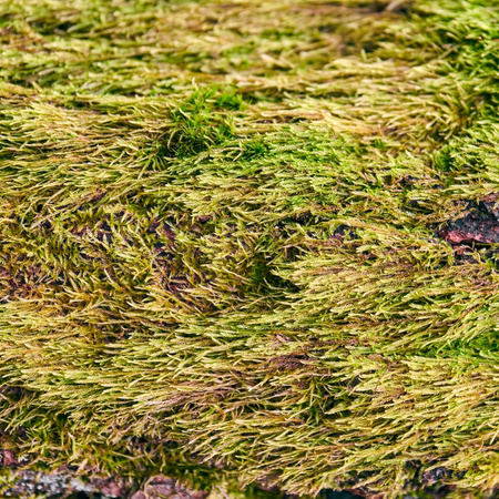 Mech Spagmoss Besgrow torfowiec do terrarium 40L 500g Blended New Zeland