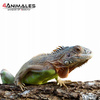 Kora sosnowa, antybakteryjne podłoże do terrarium size L 5-8cm 8 litrów