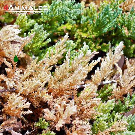 Mech Spagmoss torfowiec 8L sprasowany do terrarium 100g Nowa Zelandia