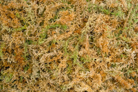 Mech Spagmoss torfowiec 8L sprasowany do terrarium 100g Nowa Zelandia