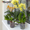 Kora Orchiata Nowozelandzka Daltons Power Plus 12-18mm 5 litrów