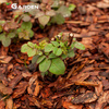 Kora sosnowa, suche antybakteryjne podłoże do roślin doniczkowych 2-4cm 8L