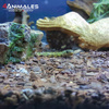 Kora sosnowa, antybakteryjne podłoże do terrarium size M 2-4cm 8 litrów