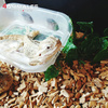 Zrębki bukowe, podłoże do terrariów i klatek size XXL 2-4cm 8 litrów
